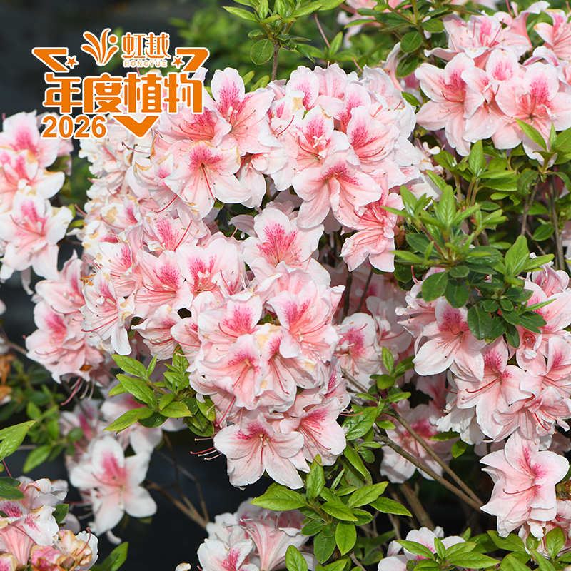 安酷?杜鵑‘美人’