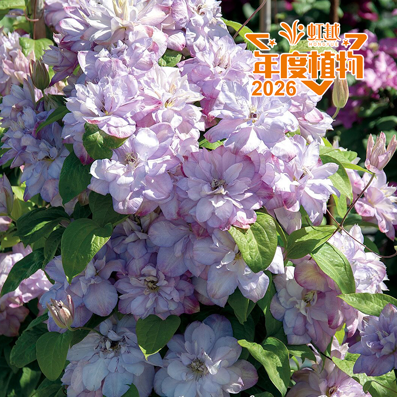 花彩?鐵線蓮‘安娜的選擇’