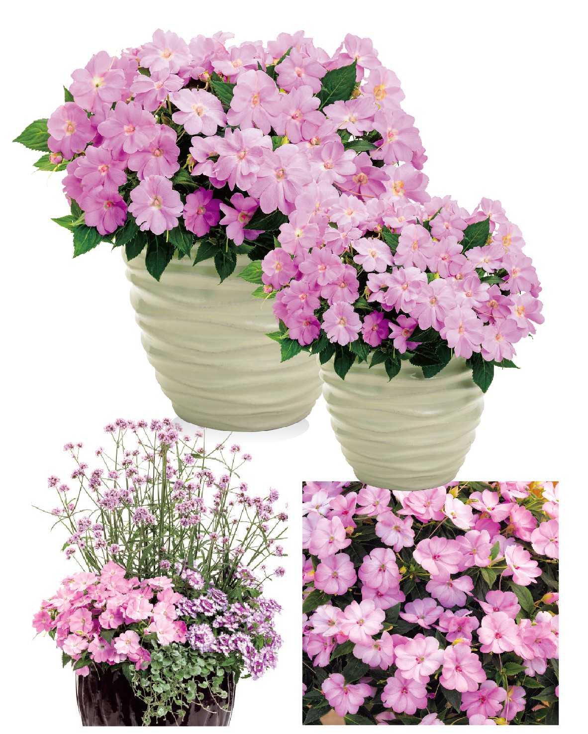 1610070203747405.jpg 2021年度植物_.jpg