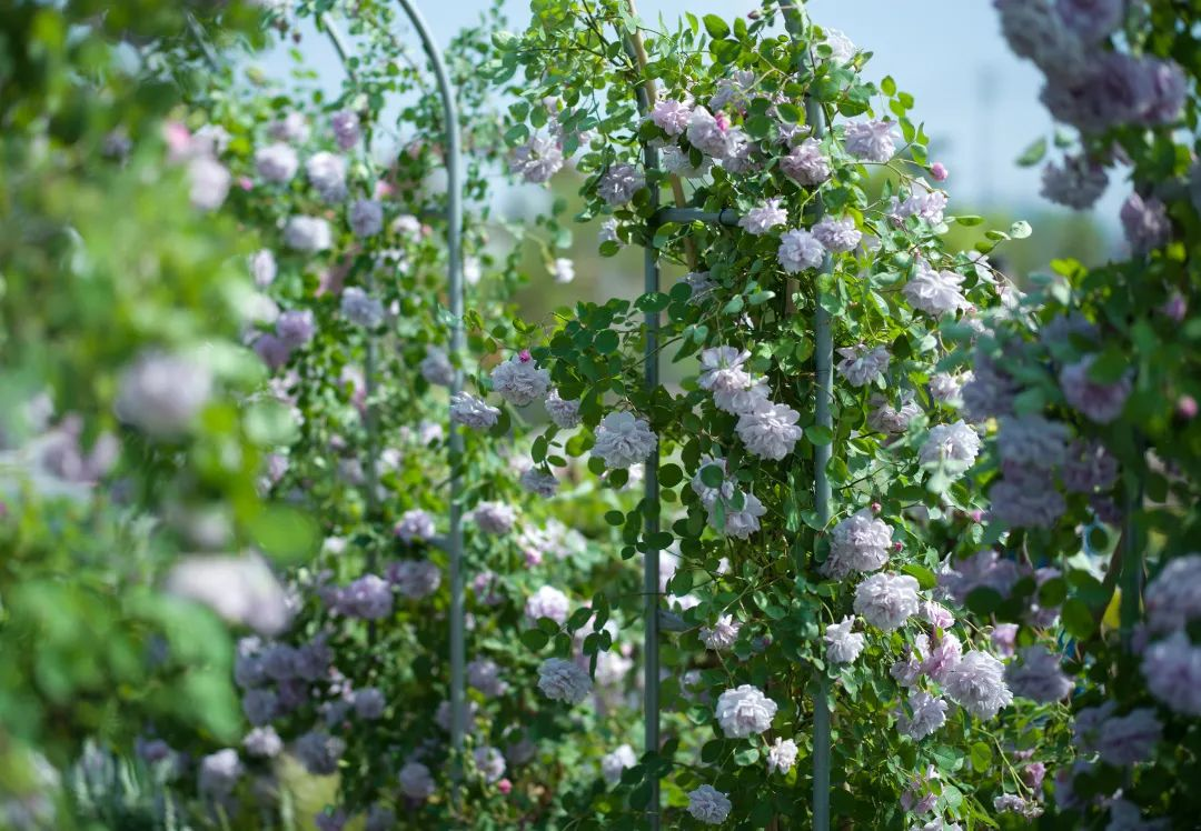 1647239162370914.png image.png